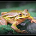 Christmas Frog... by julzmaioro