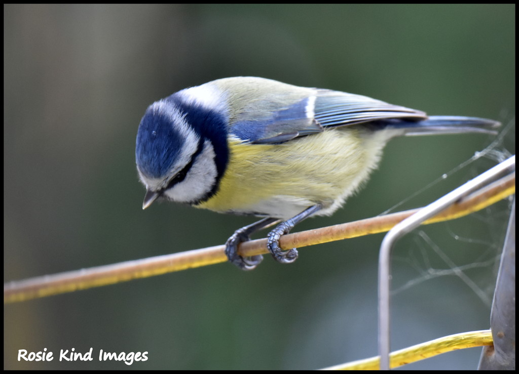 Blue tit by rosiekind