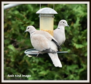 24th Dec 2015 - Collared doves