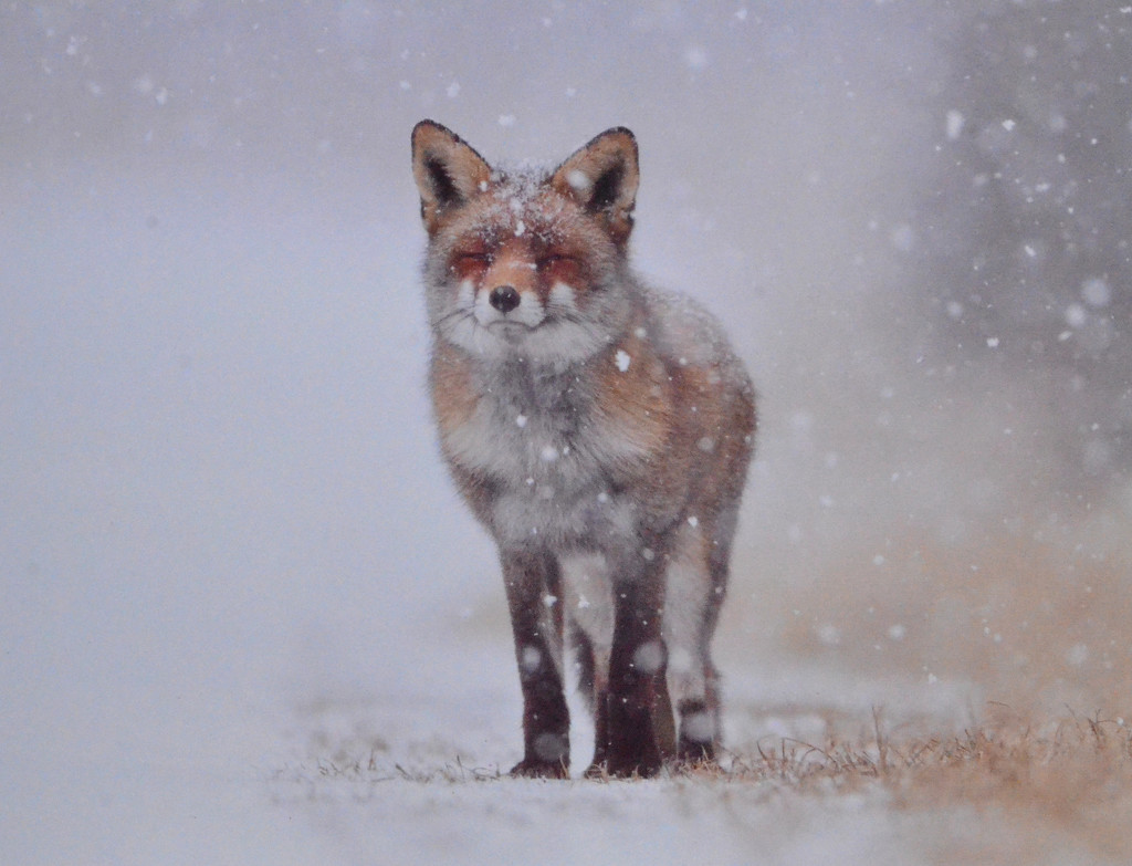 Fox in the Snow by arkensiel