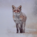 Fox in the Snow by arkensiel