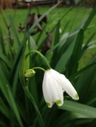 24th Dec 2015 - December Snowdrops 