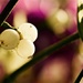 Festive greetings ... by pistache