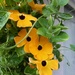 Black-eyed susans by mimiducky
