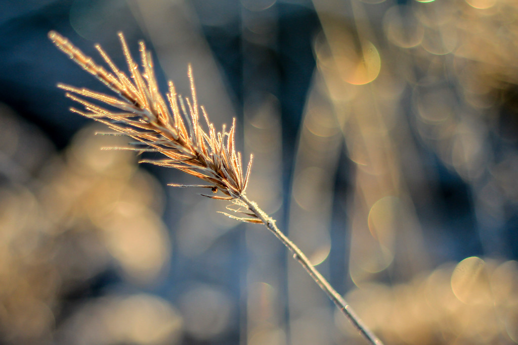 More Bokeh than Frost by milaniet