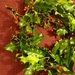 Holly wreath by boxplayer