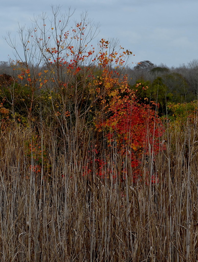 Autumn colors were at their peak at the  Caw Caw Interpretive Center in Ravenel, SC, recently. by congaree
