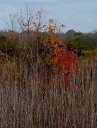 25th Dec 2015 - Autumn colors were at their peak at the  Caw Caw Interpretive Center in Ravenel, SC, recently.