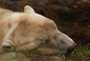 24th Dec 2015 - Polar bear