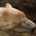 Polar bear by leonbuys83