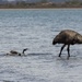 Emu swimming by sugarmuser