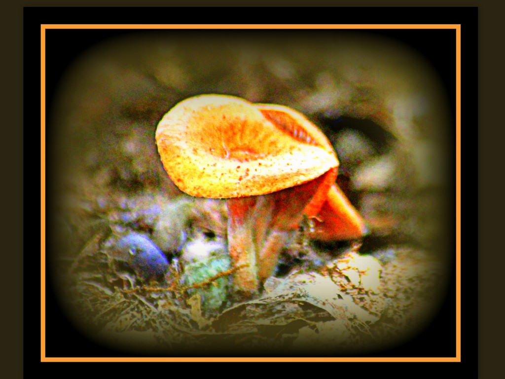 Colorful Fungi by vernabeth