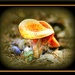 Colorful Fungi by vernabeth