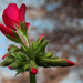 geranium buds_48:365 by gaylewood