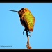 Hair raising Hummingbird... by soylentgreenpics