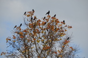 26th Dec 2015 -  Caw Caw Interpretive Center, Ravenel, SC