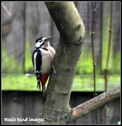 26th Dec 2015 - Great spotted woodpecker