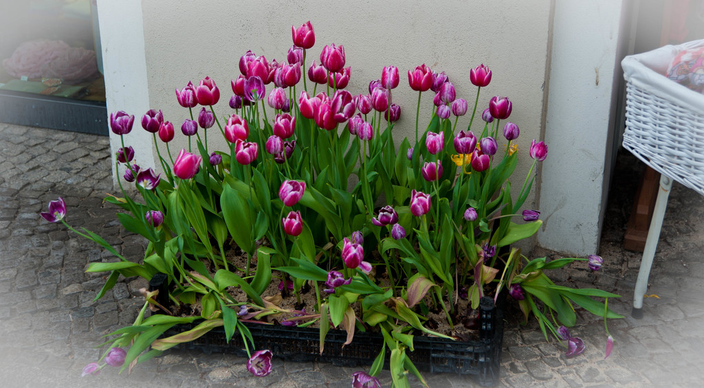 Tulips by tracybeautychick