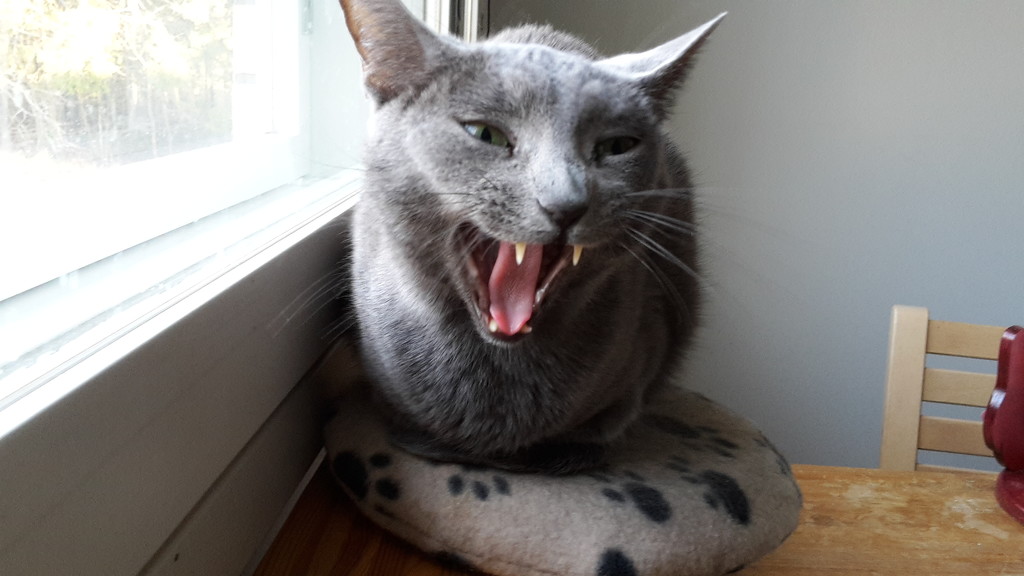 Boxing day yawn by katriak