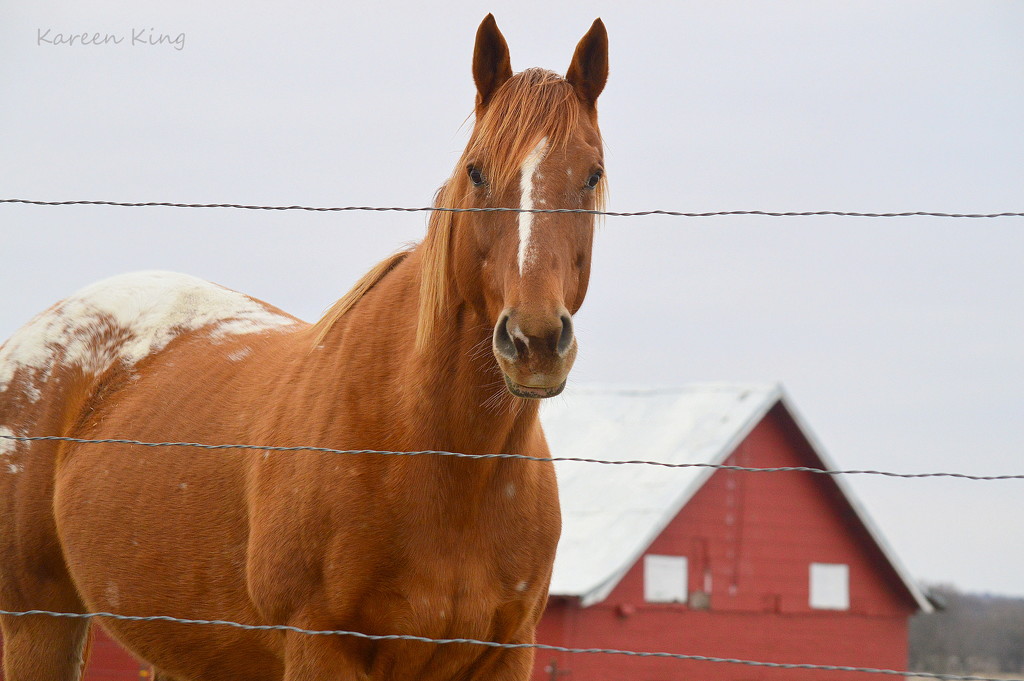 A Horse and a Barn by kareenking
