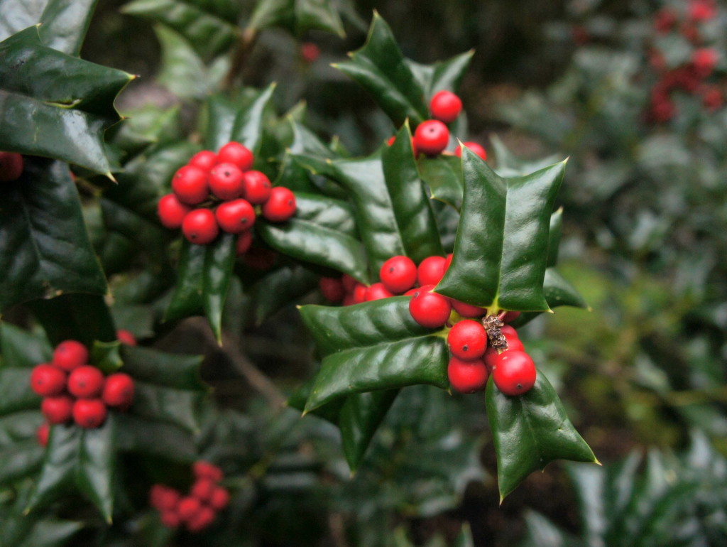 Holly berries by boxplayer