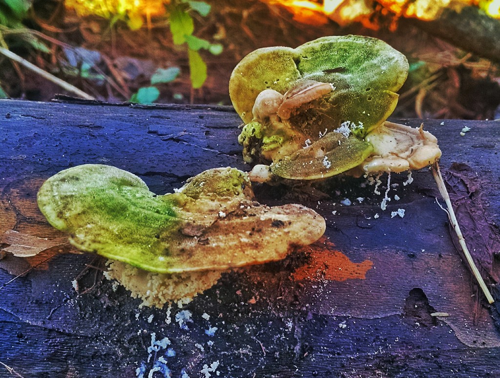A little fungus among us by scottmurr