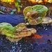 A little fungus among us by scottmurr