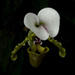 Orchid in the Shadows by lynbonn