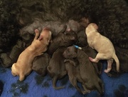 24th Aug 2015 - Archie's litter mates