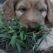 Archie 3-6 weeks old by corymbia