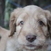 Archie 3-6 weeks old by corymbia