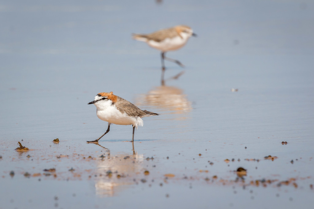 Red capped plovers by pusspup