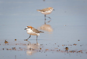 27th Dec 2015 - Red capped plovers