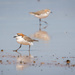 Red capped plovers by pusspup