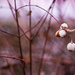winter berries #177 by ricaa