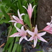 December lillies by congaree