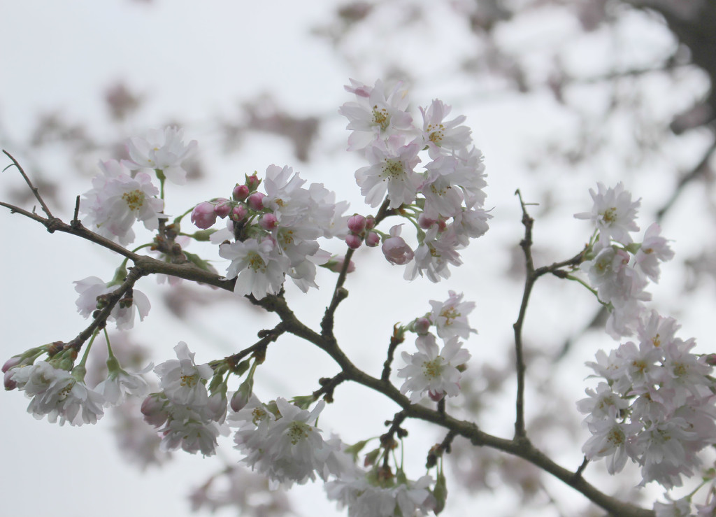 Winter Blossom. by wendyfrost