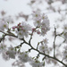 Winter Blossom. by wendyfrost