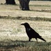 Black Bird by wenbow