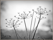 27th Dec 2015 - Lady's Lace In Winter