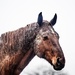 Champion(the wonder horse) by stuart46