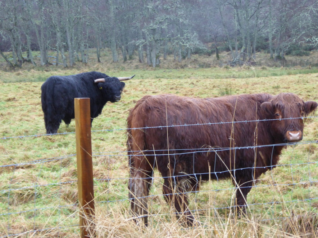 On the way to Ballater.  by kyfto