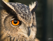 27th Dec 2015 - Eurasian Eagle Owl