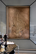 27th Dec 2015 - Ichthyosaurus-es right and left