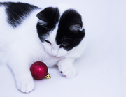 23rd Dec 2015 - cat toy