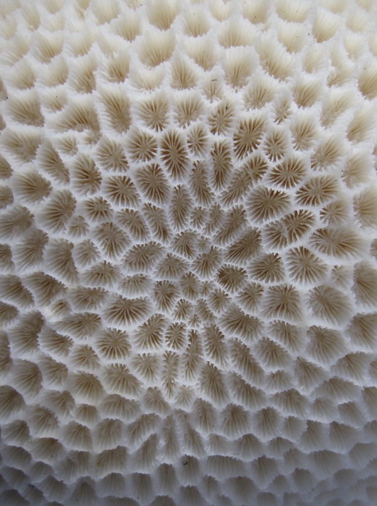 close up coral by scottmurr
