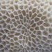 close up coral by scottmurr