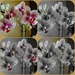 Orchid 4 Ways by brillomick
