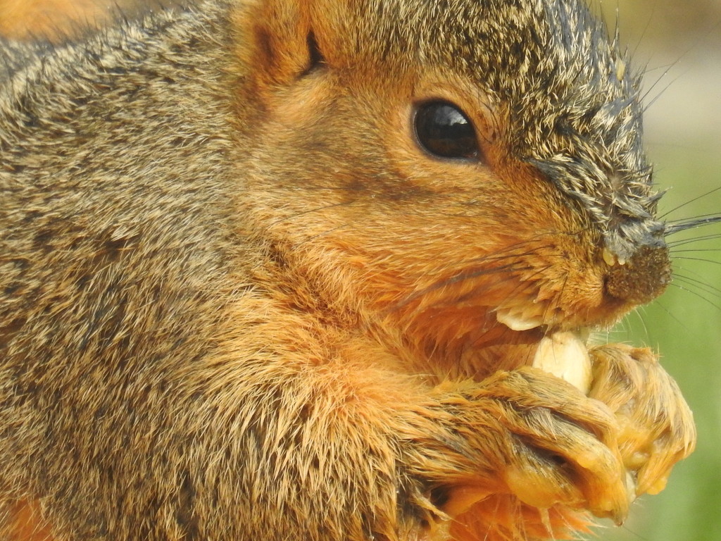 pumpkin seed by amyk