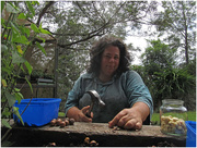 28th Dec 2015 - Opening the Macadamia (Queensland) nuts